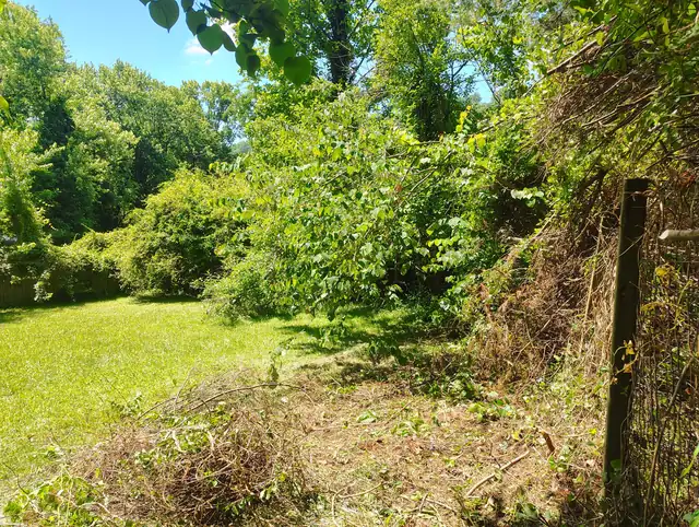 Yard before cleanup, Asheville NC