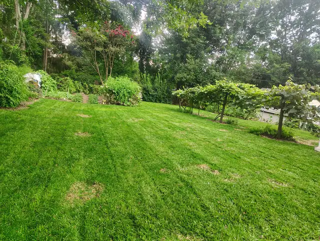 Garden before restoration, Asheville NC