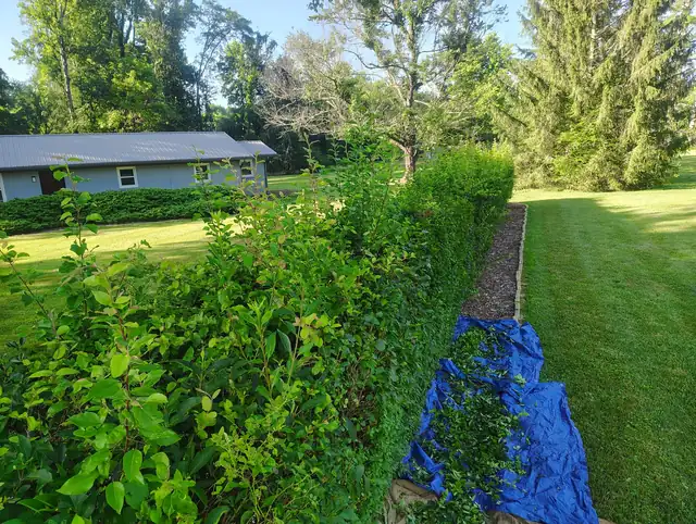 Overgrown hedge being trimmed back in Asheville, NC