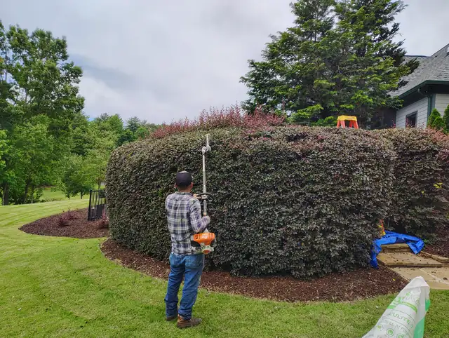 Tall hedge trimmed with a pole hedge trimmer in Asheville, NC