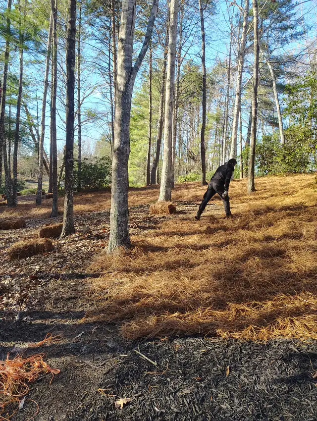 Fresh pine straw laid down on a wooded slope in Asheville, NC