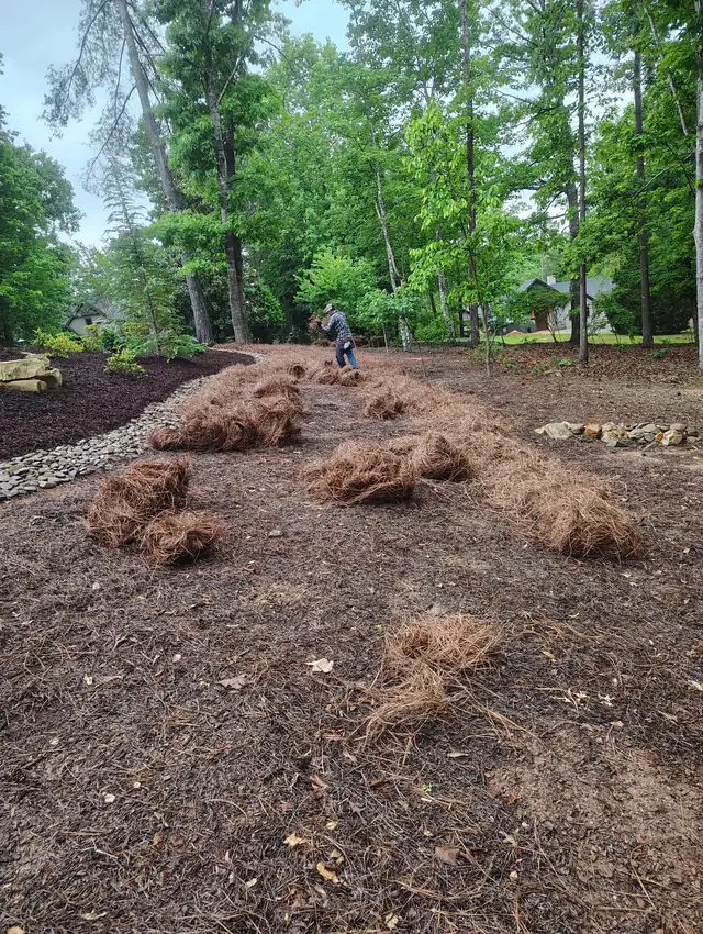 Pine straw bales being placed around trees in Asheville, NC